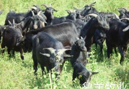 五川黑羊,古老传说中的神秘羊种