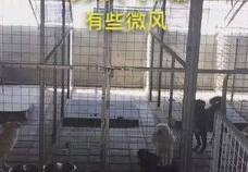 小逗逗天津,探寻津门风情与美食之旅